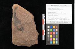 Foto (Objekt + Etikett) von Quercus palaeoilex Ettingshausen (NHMW-GEO-2024-0188-0938)